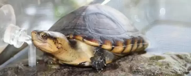 乌龟体内寄生绦虫症状的要点和表现?判断乌龟寄生虫症状需注意什么?-会东网