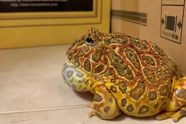 角蛙的饲养方法 ,饲养角蛙需要注意哪些方面插图8