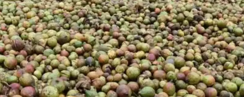 四川省自贡市的特产？了解四川省自贡市特产要掌握哪些具有代表性的物产？-会东网