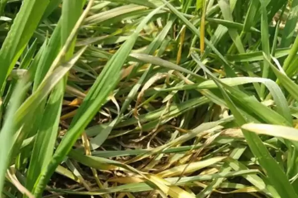 小麦选种的技巧和要点？小麦选种需掌握哪些关键方法？插图5