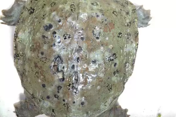 乌龟背上有黑点是怎么回事?探究乌龟背上黑点原因要考虑哪些乌龟健康和生长因素?插图1 乌龟背上有黑点是怎么回事?探究乌龟背上黑点原因要考虑哪些乌龟健康和生长因素?插图1