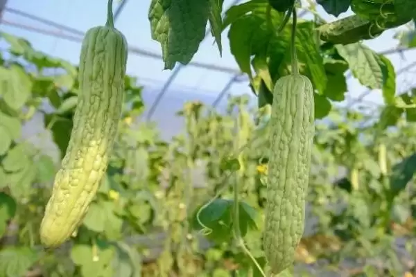 六月蔬菜种植宝典：黄瓜、辣椒、豇豆的高产秘籍插图10