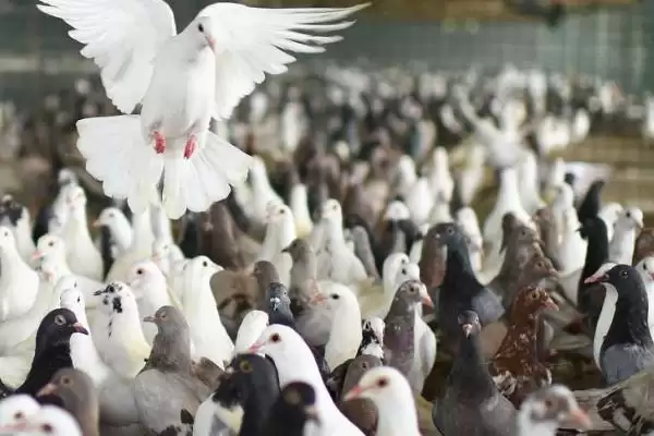 特种养殖简介?认识特种养殖要了解哪些关键的养殖范畴和发展要点?插图5 特种养殖简介?认识特种养殖要了解哪些关键的养殖范畴和发展要点?插图5