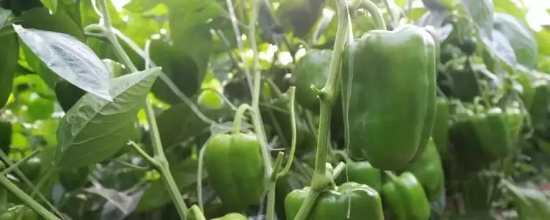 太空椒属于什么育种？了解太空椒育种方式要知晓哪些关键的育种原理和方法？-会东网