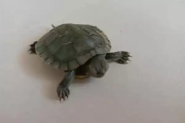 乌龟不吃东西如何处理?解决乌龟不吃东西问题要采取哪些有效措施和方法?插图5 乌龟不吃东西如何处理?解决乌龟不吃东西问题要采取哪些有效措施和方法?插图5