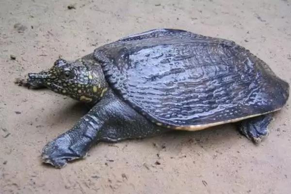 乌鳖是什么?认识乌鳖要了解哪些关键的生物分类、形态和习性要点?插图2 乌鳖是什么?认识乌鳖要了解哪些关键的生物分类、形态和习性要点?插图2