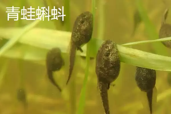 青蛙蝌蚪和蟾蜍蝌蚪的区别辨识:外观、活动、大小差异插图1 青蛙蝌蚪和蟾蜍蝌蚪的区别辨识:外观、活动、大小差异插图1