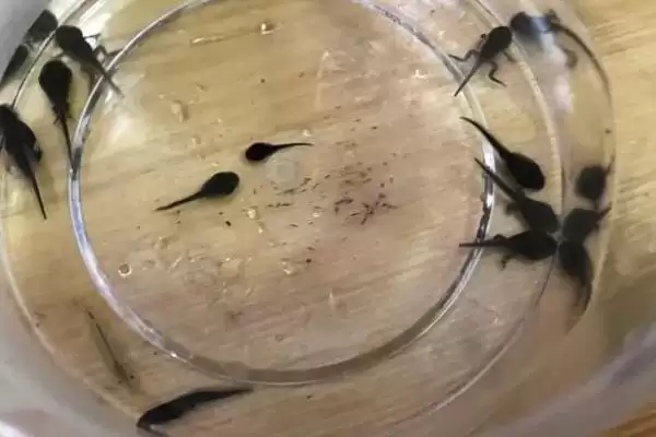 饲养蝌蚪的原则?饲养蝌蚪要遵循哪些科学的饲养原则和管理要点?插图1 饲养蝌蚪的原则?饲养蝌蚪要遵循哪些科学的饲养原则和管理要点?插图1