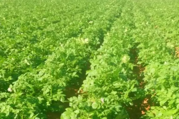 土豆的种植技术?种植土豆要遵循哪些科学的种植步骤和管理要点?插图3 土豆的种植技术?种植土豆要遵循哪些科学的种植步骤和管理要点?插图3