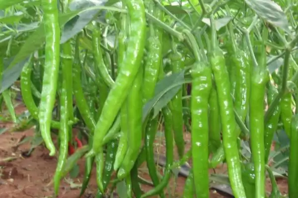 线椒种植的方法和要点？种植线椒要掌握哪些关键技术步骤？插图6