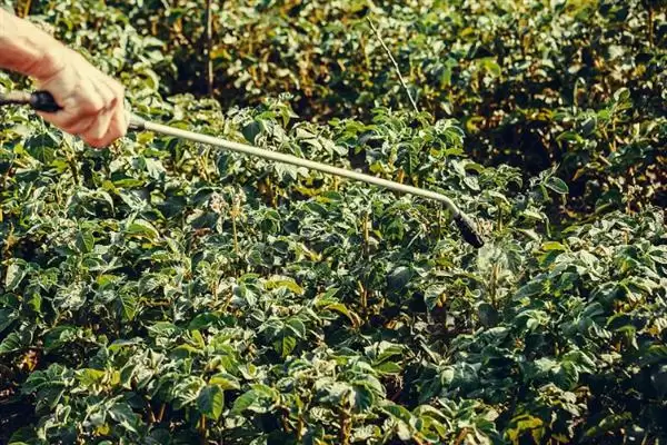 种土豆管理的方法和重点?种土豆管理要做好哪些细节?插图2 种土豆管理的方法和重点?种土豆管理要做好哪些细节?插图2