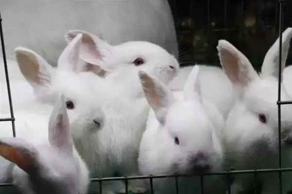 了解养兔所需条件的方法和重点?了解养兔所需条件要做好哪些细节?插图10 了解养兔所需条件的方法和重点?了解养兔所需条件要做好哪些细节?插图10
