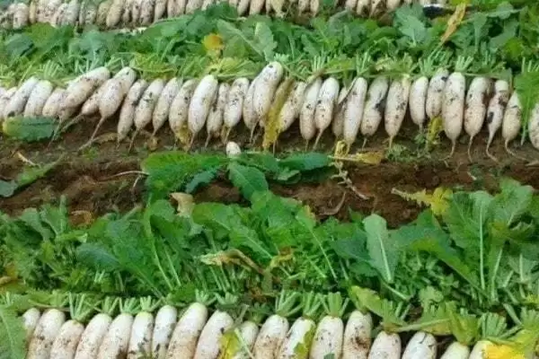 六月蔬菜种植宝典：黄瓜、辣椒、豇豆的高产秘籍插图2