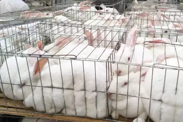 兔子耳螨怎么处理？处理兔子耳螨要掌握哪些有效的防治方法和操作要点？插图2