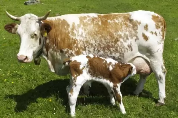 确定养牛犊子起始年龄的方法和重点?确定养牛犊子起始年龄要做好哪些细节?插图3 确定养牛犊子起始年龄的方法和重点?确定养牛犊子起始年龄要做好哪些细节?插图3