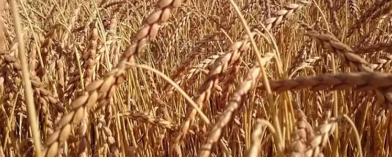 小麦种子形状的要点和解读?了解小麦种子形状需关注哪些关键特征?-会东网