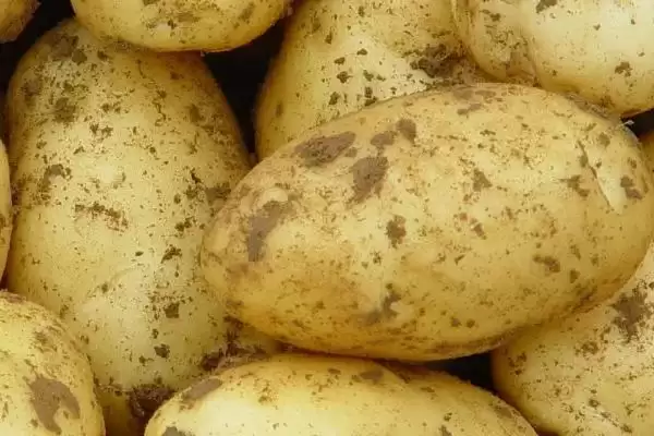 四季可种的蔬菜有哪些?选择四季可种蔬菜要考虑哪些生长习性和环境适应性?插图2 四季可种的蔬菜有哪些?选择四季可种蔬菜要考虑哪些生长习性和环境适应性?插图2