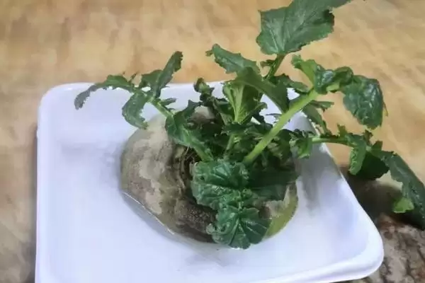 土豆能不能种在水里?判断土豆水培可行性要考虑哪些植物生长和环境因素?插图3 土豆能不能种在水里?判断土豆水培可行性要考虑哪些植物生长和环境因素?插图3