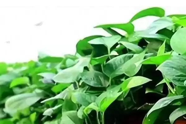 绿萝能不能去除甲醛 ,绿萝除甲醛的效果怎么样插图2
