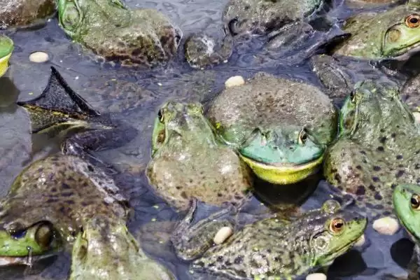 牛蛙的前世今生:原产于北美洲的两栖明星插图2 牛蛙的前世今生:原产于北美洲的两栖明星插图2