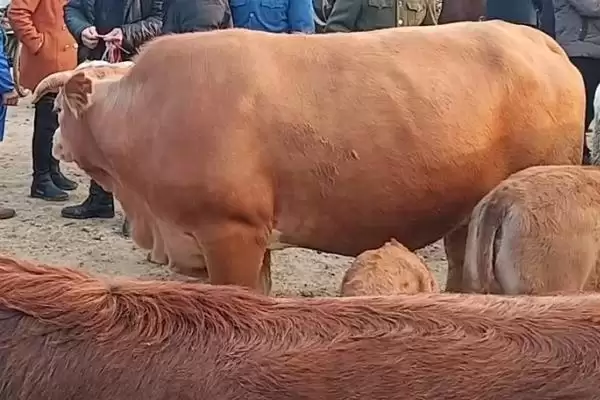 买牛有哪些注意事项 ,掌握哪些要点买牛不花冤枉钱插图3 买牛有哪些注意事项 ,掌握哪些要点买牛不花冤枉钱插图3