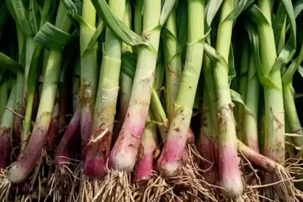 四季可种的蔬菜有哪些?选择四季可种蔬菜要考虑哪些生长习性和环境适应性?插图4 四季可种的蔬菜有哪些?选择四季可种蔬菜要考虑哪些生长习性和环境适应性?插图4