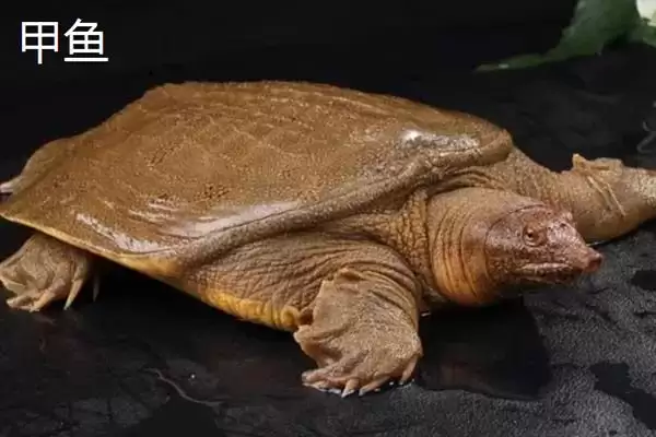 乌鳖是什么?认识乌鳖要了解哪些关键的生物分类、形态和习性要点?插图6 乌鳖是什么?认识乌鳖要了解哪些关键的生物分类、形态和习性要点?插图6