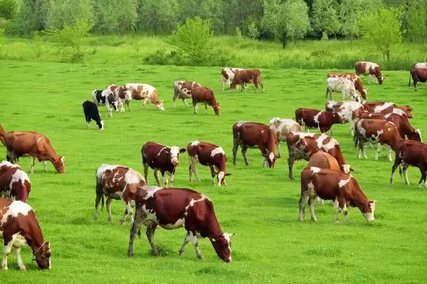 养牛的方法和重点?养牛要做好哪些细节?插图2 养牛的方法和重点?养牛要做好哪些细节?插图2