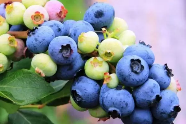 兔眼蓝莓品种介绍?认识兔眼蓝莓品种要了解哪些关键的品种特性和种植要点?插图1 兔眼蓝莓品种介绍?认识兔眼蓝莓品种要了解哪些关键的品种特性和种植要点?插图1
