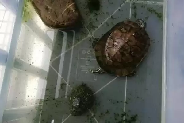 乌龟冬眠的注意事项？乌龟冬眠要遵循哪些重要的环境、温度和健康监测要点？插图3