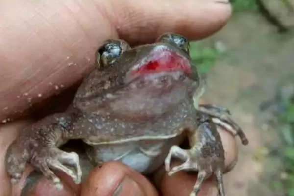 石蛙苗的养殖方法?养殖石蛙苗要掌握哪些关键的饲养管理方法?插图7 石蛙苗的养殖方法?养殖石蛙苗要掌握哪些关键的饲养管理方法?插图7