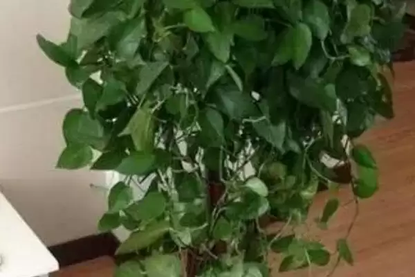 让绿萝旺盛生长的方法?养护绿萝促旺盛生长要掌握哪些光照、水分和施肥要点?插图1 让绿萝旺盛生长的方法?养护绿萝促旺盛生长要掌握哪些光照、水分和施肥要点?插图1