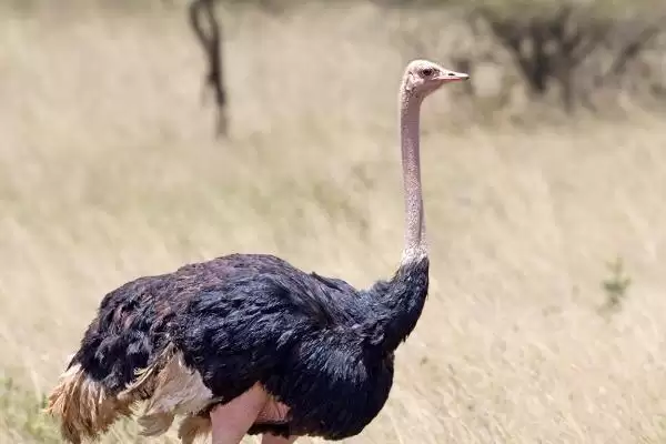 特色养殖项目有哪些?探索特色养殖项目要分析哪些市场需求和养殖技术要点?插图4 特色养殖项目有哪些?探索特色养殖项目要分析哪些市场需求和养殖技术要点?插图4