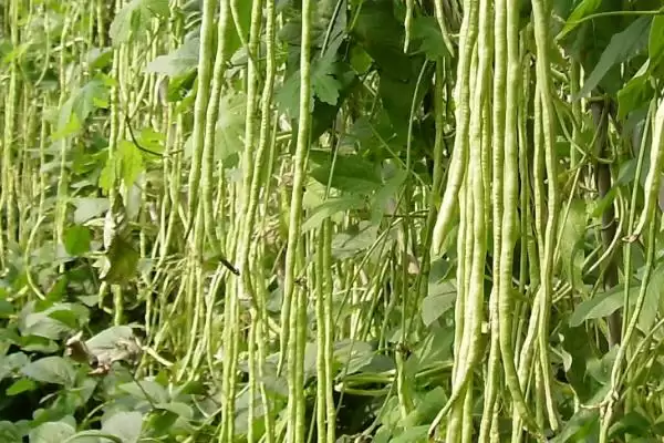 夏日蔬菜种植优选：豇豆、南瓜、丝瓜的清凉栽培法插图2