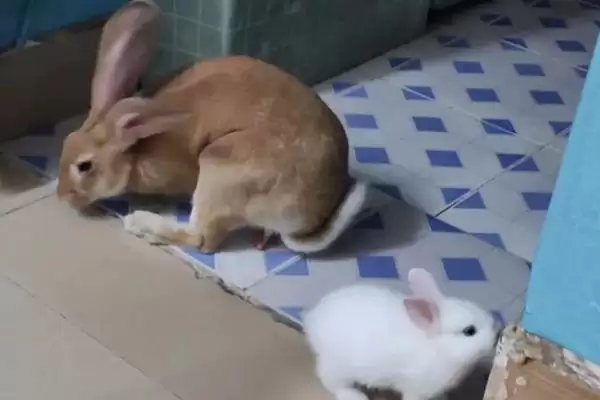 让兔子乖乖回笼的好办法?让兔子回笼要注意哪些要点?插图3 让兔子乖乖回笼的好办法?让兔子回笼要注意哪些要点?插图3