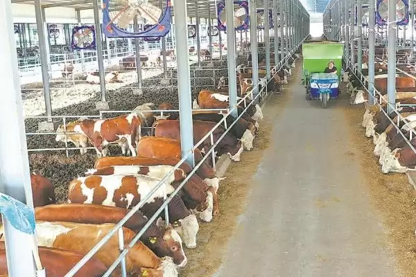 养牛的方法和重点?养牛要做好哪些细节?插图3 养牛的方法和重点?养牛要做好哪些细节?插图3