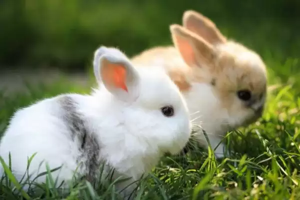 兔子的寿命?了解兔子寿命要考虑哪些兔子品种、饲养和环境影响因素?插图2 兔子的寿命?了解兔子寿命要考虑哪些兔子品种、饲养和环境影响因素?插图2
