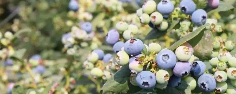 蓝莓中的佼佼者:杜克蓝莓、美登蓝莓又甜又大又早熟-会东网