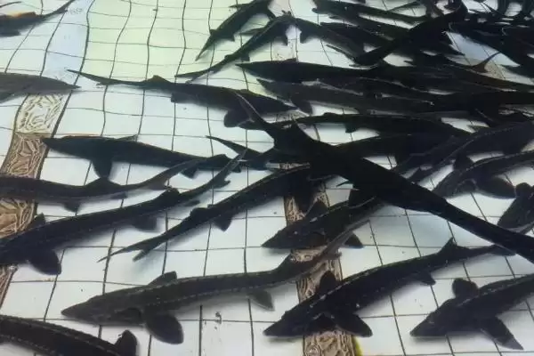 特种养殖简介?认识特种养殖要了解哪些关键的养殖范畴和发展要点?插图8 特种养殖简介?认识特种养殖要了解哪些关键的养殖范畴和发展要点?插图8