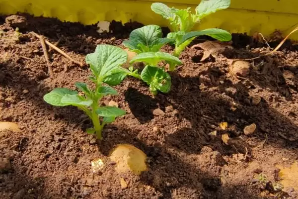 种土豆管理的方法和重点?种土豆管理要做好哪些细节?插图3 种土豆管理的方法和重点?种土豆管理要做好哪些细节?插图3