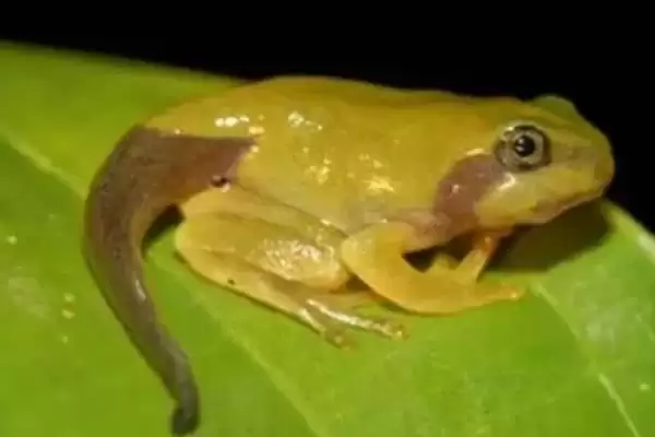 蝌蚪变青蛙的时间 ,蝌蚪变成青蛙一般需要多久呢?插图4 蝌蚪变青蛙的时间 ,蝌蚪变成青蛙一般需要多久呢?插图4