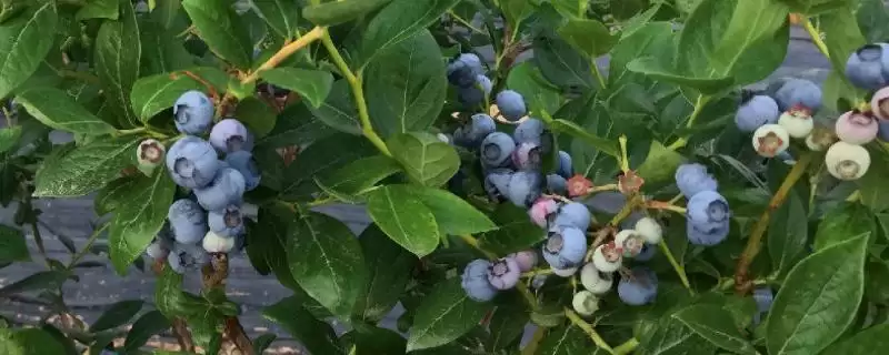 种植蓝莓的条件和要点?种植蓝莓需满足哪些特定生长条件?-会东网