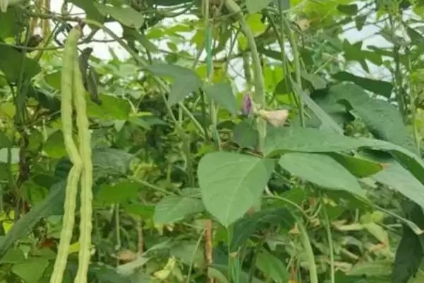 六月蔬菜种植宝典：黄瓜、辣椒、豇豆的高产秘籍插图5