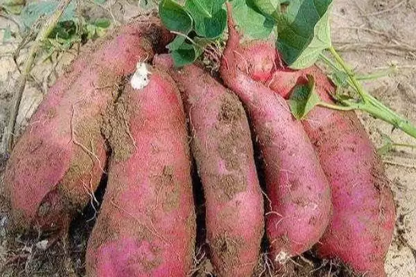 夏日蔬菜种植优选：豇豆、南瓜、丝瓜的清凉栽培法插图4