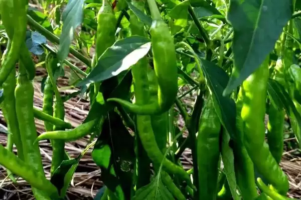 青椒施肥原则解读:施足基肥对青椒生长的重要性插图2 青椒施肥原则解读:施足基肥对青椒生长的重要性插图2