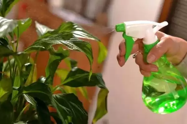 绿萝叶片发黑如何处理好 ,绿萝叶片发黑怎样应对插图5 绿萝叶片发黑如何处理好 ,绿萝叶片发黑怎样应对插图5