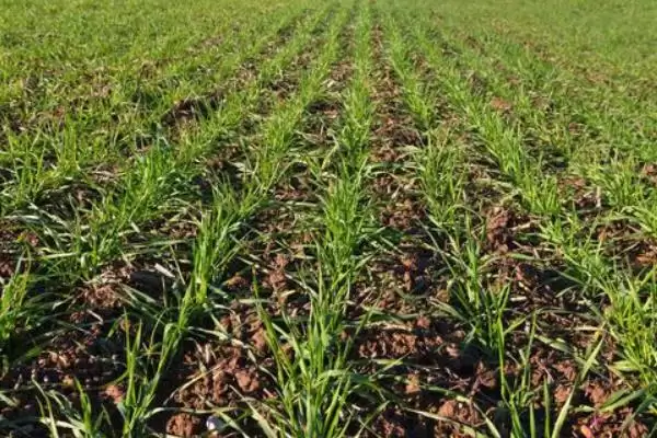 小麦选种的技巧和要点？小麦选种需掌握哪些关键方法？插图4