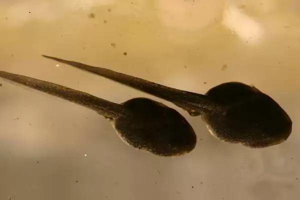 青蛙蝌蚪和蟾蜍蝌蚪的区别辨识:外观、活动、大小差异插图3 青蛙蝌蚪和蟾蜍蝌蚪的区别辨识:外观、活动、大小差异插图3