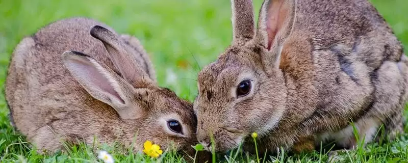 兔子脚皮炎的症状？认识兔子脚皮炎症状要了解哪些关键的病症表现和特征？-会东网