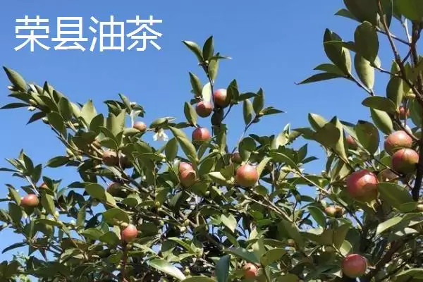 四川省自贡市的特产?了解四川省自贡市特产要掌握哪些具有代表性的物产?插图1 四川省自贡市的特产?了解四川省自贡市特产要掌握哪些具有代表性的物产?插图1